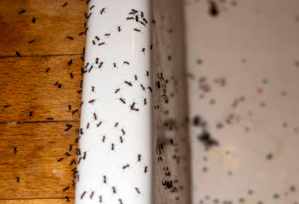 Best Spider Control Near Me  in Brookfield Center, OH